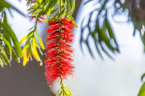 Canlı kırmızı bir şişe fırçası zarif bir şekilde sarkır, eşsiz şekli ve zengin rengi, Edmonton, AB, Kanada 'daki Muttart Konservatuvarı' nın doğal cazibesinin bir sembolü olan benekli güneş ışığıyla çelişir..