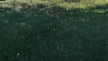 Calgary, Alberta, Kanada. 30 Mayıs 2025. Büyüleyici bir Calgary manzarası şehrin modern mimarisini yakalıyor, Calgary Kulesi de dahil, berrak bir gökyüzü altında yemyeşil şehrin üzerinde yükseliyor..