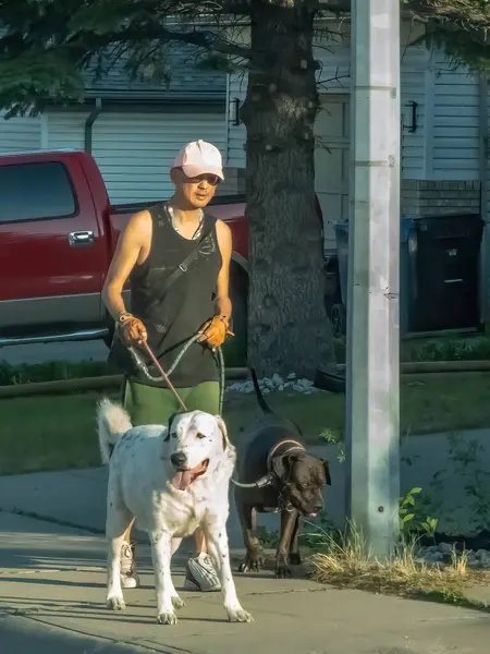 Calgary, Alberta, Kanada. 8 Haziran 2025. Doğu Asya kökenli biri tasmalı iki köpek gezdirir. Biri büyük, biri beyaz, diğeri küçük, koyu renkli..