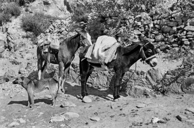 Real de Catorce, San Luis Potos, Meksika 'da kayalık arazide iki yük hayvanı, bir at ve bir eşeğin kırsal siyah beyaz bir şekilde yakalanması.. 