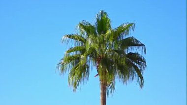Uzun palmiye ağaçları açık mavi gökyüzüne karşı durur, yemyeşil yaprakları güneşli bir günün ılık tropikal esintisinde yavaşça sallanır..