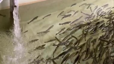 Geniş bir yavru balık sürüsü yüzen hareketli bir balık kuluçka tankı, Calgary 'deki Bow Habitat İstasyonu' nda dinamik bir ekosistem yaratan bir tatlı su akıntısı..