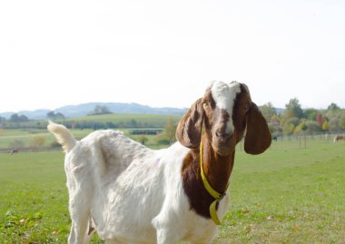 Goat Standing on Green Field Looking Directly at Camera. High quality photo clipart