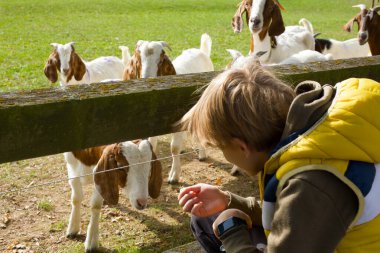 Hayvanat Bahçesinde Çitin Arkasındaki Hayvanlarla Çocuk Etkileşimi. Yüksek kalite fotoğraf