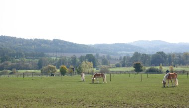 Muhteşem Atlar Açık Arazi 'de huzur içinde otluyor. Yüksek kalite fotoğraf