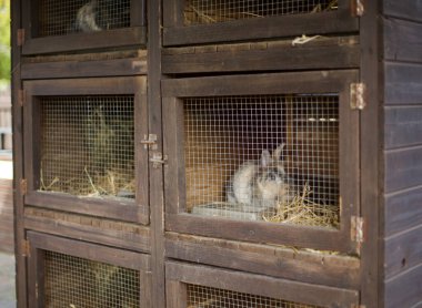 Olbramovice, Çek Cumhuriyeti - 19 Ekim 2024: Bir Hayvanat Bahçesindeki Tavşan Kafeslerinin Fotoğrafı. Yüksek kalite fotoğraf
