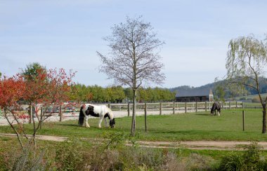 Etrafı yeşilliklerle çevrili at sakince otluyor. Yüksek kalite fotoğraf