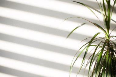 Arka planda Çiçekli Kör Gölgeler. Yüksek kalite fotoğraf