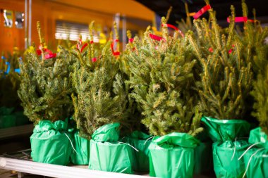 Prag, Çek Cumhuriyeti - 17 Kasım 2024: Mağazadaki Noel Ağaçları. Yüksek kalite fotoğraf