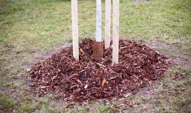 Etrafı gübre tabakasıyla çevrili yeni dikilmiş bir ağaç ekolojiyi, ormanlaşmayı ve yeşil girişimleri sembolize ediyor. Yüksek kalite fotoğraf.