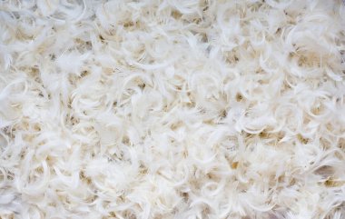 Yakın plan ışık, temiz bir arkaplanda ince tüyler. Yumuşaklık, doğa ve minimalist tasarım kavramı. Yüksek kaliteli fotoğraf.. 