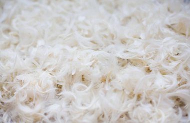 Yumuşak bir zeminde duran narin tüyler. Çevresel yaşam tarzı, saflık ve nazik doğa kavramı. Yüksek kaliteli fotoğraf..