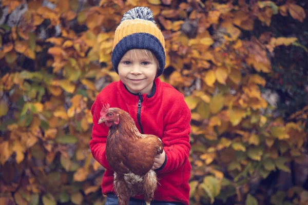 Söt Förskola Barn Blond Pojke Håller Höna Kyckling Trädgård Höst — Stockfoto