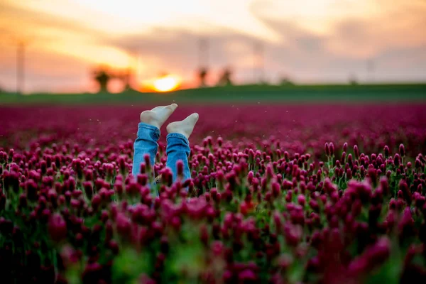 美丽的孩子在华丽的绯红三叶草田野上日落 — 图库照片
