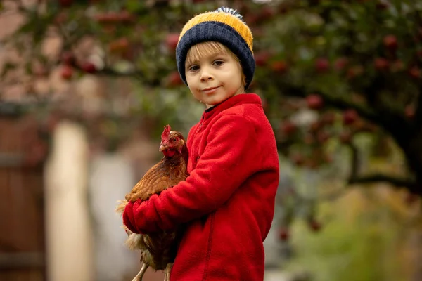 Sevimli Anaokulu Çocuğu Sarışın Çocuk Tavuk Besliyor Sonbaharda — Stok fotoğraf