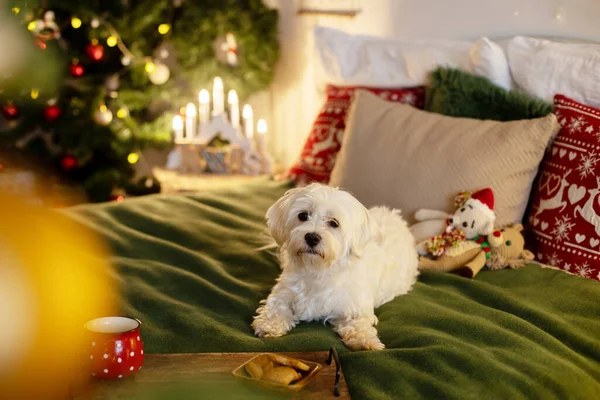 Leuke Witte Rasechte Maltese Hond Huisdier Spelen Versierde Kerstkamer Thuis — Stockfoto