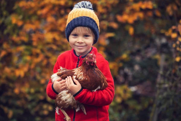 Cute Preschool Child Blond Boy Holding Hen Chicken Garden Autumntime — Stock Photo, Image