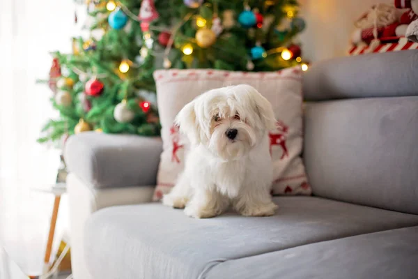 Pequeño Perrito Maltés Blanco Sofá Navidad Casa — Foto de Stock