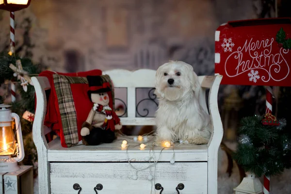 Little Maltese Puppy Dog Sitting Bench Christmas Decoration Front House — Stockfoto