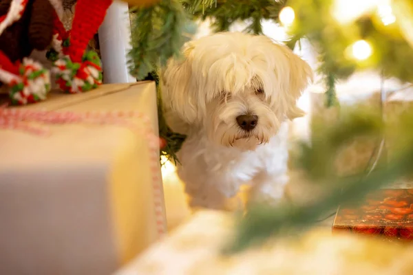 Maltere dog, hiding between the presents under the christmas tree at home