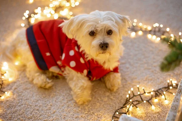 Cute maltese dog in a red sweater, lying on the floor in a heart form light string