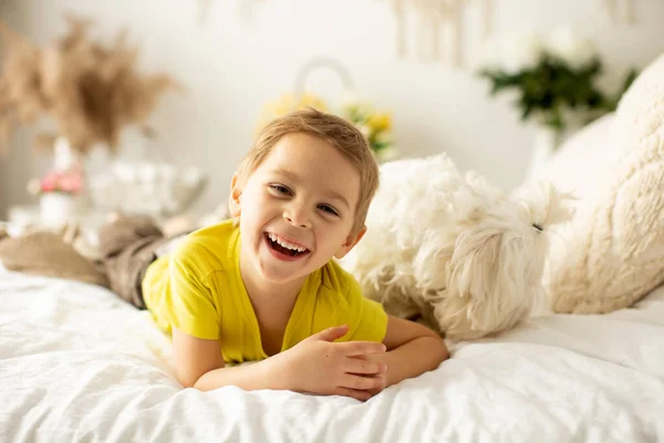 Cute Little Preschool Boy His Pet Dog Playing Together Bed — Stock Photo, Image