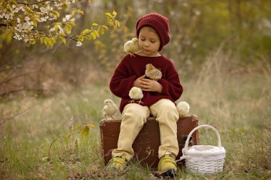 Örgü bezli güzel bir çocuk bahçede, bahçedeki çiçek açan ağacın altında, gün batımında parkta küçük piliçlerle oynuyor.