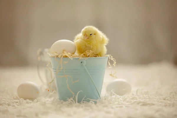 Litttle Cute Chicks Basket Isolated Image Indoors — Stock Photo, Image