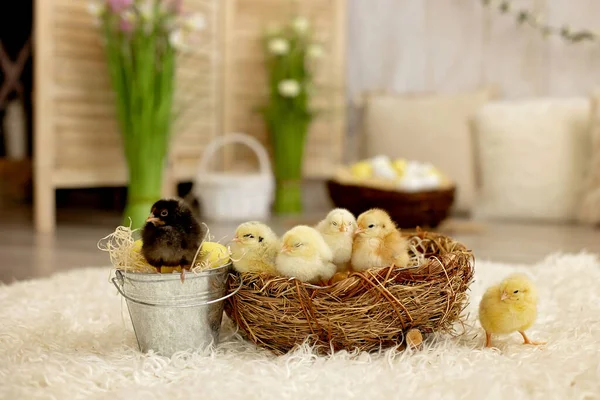 Roztomilé Dítě Doma Malými Novorozenými Kuřátka Těší Roztomilé Dítě Zvířecí — Stock fotografie