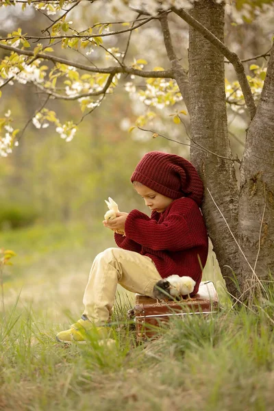 Beautiful toddler boy with knitted cloths, playing with little chicks in the park under blooming tree in garden, outdoors on sunset