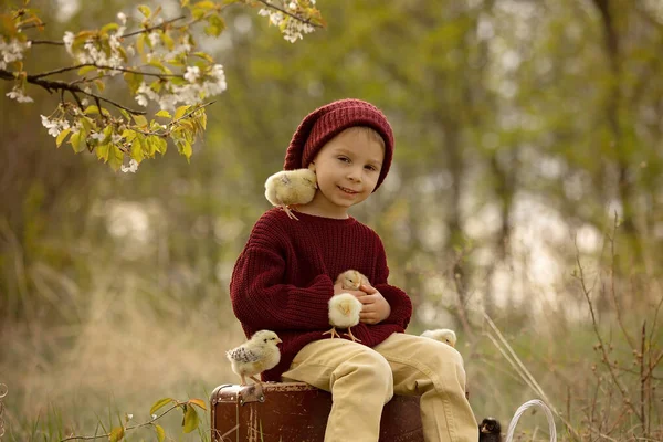 Beautiful toddler boy with knitted cloths, playing with little chicks in the park under blooming tree in garden, outdoors on sunset