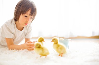 Sevimli küçük çocuk, ördek yavrusu ilkbahar, çocukla birlikte, oynayan küçük arkadaş, çocukluk mutluluk