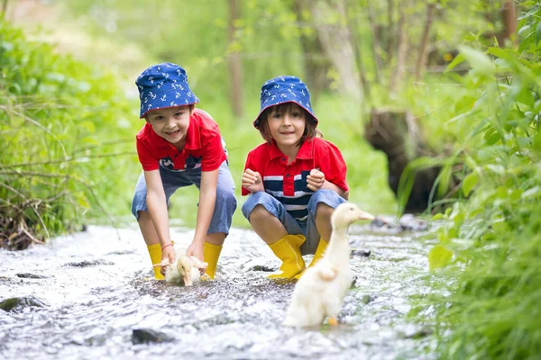 Cute Children Boy Brothers Playing Ducks Little River Kids Having — Stockfoto