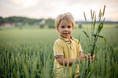 Cute toddler child, playing in a green field in Norway on sunset, happiness kid, blond boy