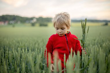 Cute toddler child, playing in a green field in Norway on sunset, happiness kid, blond boy