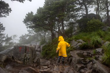 Family, enjoying the hike to Preikestolen, the Pulpit Rock in Lysebotn, Norway on a rainy day, toddler climbing with his pet dog the one of the most scenic fjords in Norway