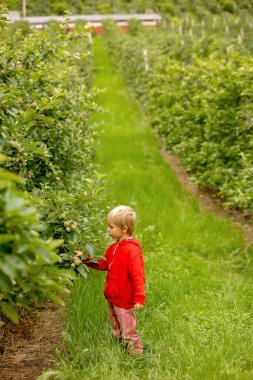 Apple tree plantations in Norway, summertime, child checking the apples on a tree