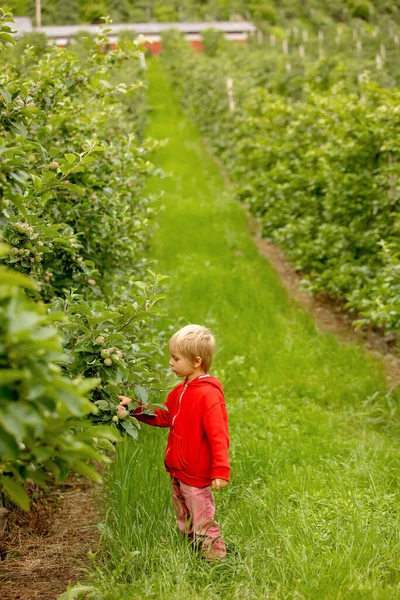 Apple Tree Plantations Norway Summertime Child Checking Apples Tree — 图库照片
