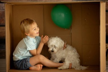 Sevimli çocuk ve Malta evcil köpeği, karton kutuda saklanıyorlar, birlikte oynuyorlar.