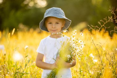 Cute little toddler child, blond boy, eating watermelon in beautiful daisy field on sunset