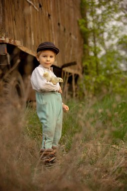 Beautiful toddler boy, child in vintage clothing, playing with little chicks in the park under blooming tree in garden, outdoors on sunset