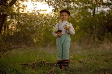 Güzel bir çocuk, klasik elbiseli bir çocuk bahçede, bahçedeki çiçek açan ağacın altında, gün batımında parkta küçük piliçlerle oynuyor.