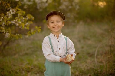 Güzel bir çocuk, klasik elbiseli bir çocuk bahçede, bahçedeki çiçek açan ağacın altında, gün batımında parkta küçük piliçlerle oynuyor.