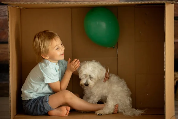 Söta Småbarn Och Maltesiska Sällskapsdjur Hund Gömmer Sig Pappkartong Leker — Stockfoto