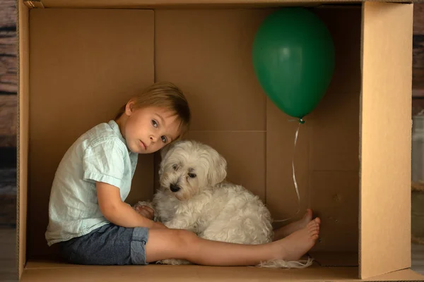 Söta Småbarn Och Maltesiska Sällskapsdjur Hund Gömmer Sig Pappkartong Leker — Stockfoto