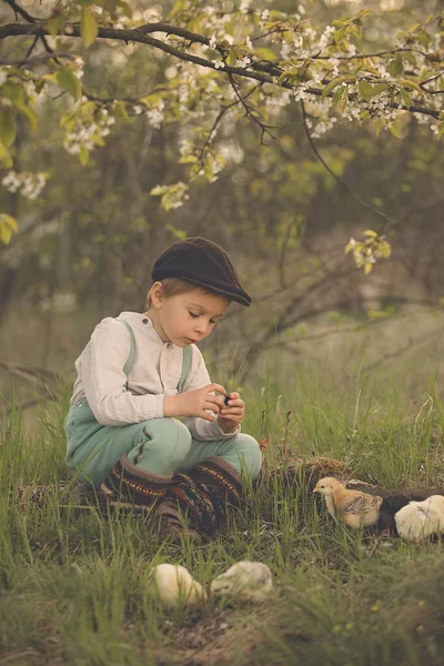 漂亮的蹒跚学步的男孩 穿着旧衣服的孩子 在花园里盛开的树下与幼小的小鸡玩耍 日落时在户外 — 图库照片