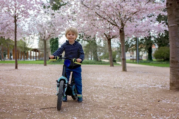 かわいい幼児の子供 ピンクの花のサクラの庭で自転車に乗って — ストック写真