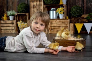 Güzel anaokulu çocuğu, çocuk, evde ördek yavrularıyla oynuyor, stüdyo çekimi.