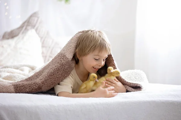 Criança Bonita Feliz Crianças Brincando Com Pequenos Patinhos Bonitos Pássaros — Fotografia de Stock