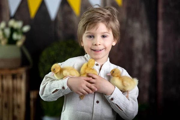 Beautiful Preschool Child Boy Playing Ducklings Home Studio Shot — Stock Photo, Image